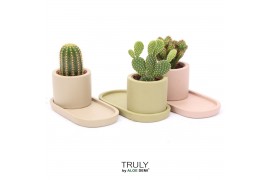 Cactus mix TRULY Cactus, plateau 1 pp