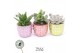 Succulenten TRULY Succulent, Disco Mosaic M Disco 1 pp 