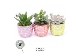 Succulenten TRULY Succulent, Disco Mosaic M Disco 1 pp