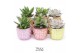 Succulenten TRULY Succulent, Disco Mosaic M Disco 1 pp 