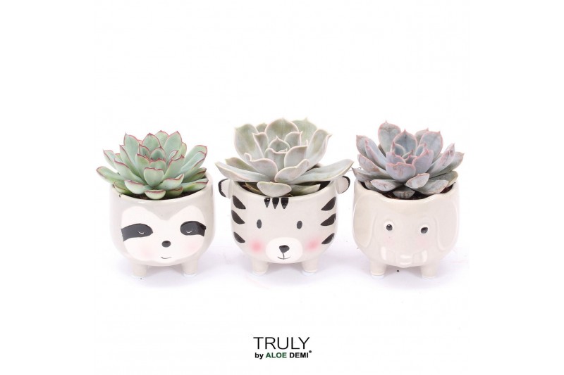 Echeveria mix TRULY Echeveria, Animal Grey 1 pp 