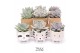 Echeveria mix TRULY Echeveria, Animal Grey 1 pp 