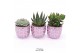 Succulenten TRULY Succulent, Disco Mosaic Pink M 1 pp 