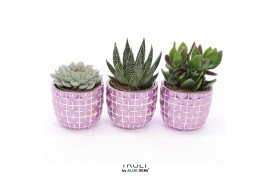 Succulenten TRULY Succulent, Disco Mosaic Pink M 1 pp