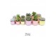 Succulenten TRULY Succulent, Disco Mosaic Pink M 1 pp 