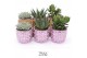 Succulenten TRULY Succulent, Disco Mosaic Pink M 1 pp 