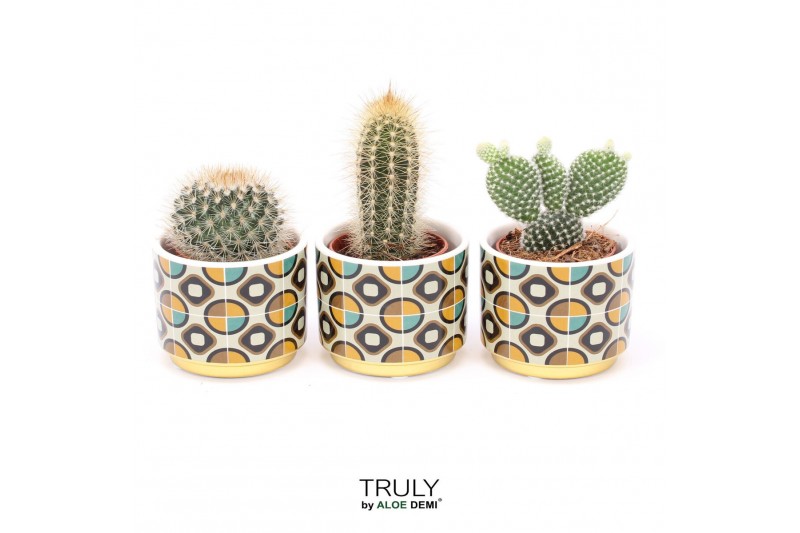 Cactus mix TRULY Cactus, Retro 1 pp 