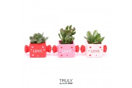 Crassula mix TRULY Crassula, Candy 1 pp