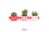 Crassula mix TRULY Crassula, Candy 1 pp