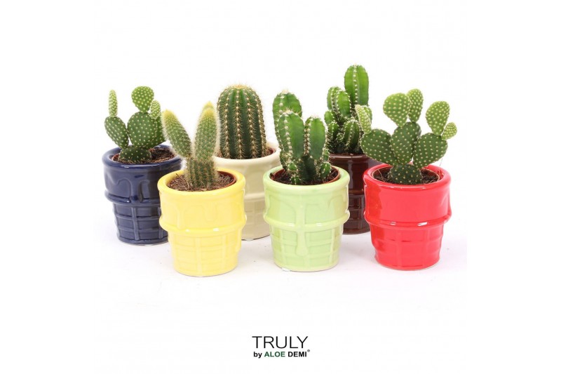 Cactus mix TRULY Cactus, ice cream 1 pp 