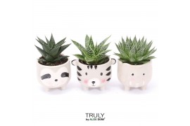 Succulenten TRULY Haworthia Gasteria, Animal Grey 1 pp