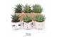 Succulenten TRULY Haworthia Gasteria, Animal Grey 1 pp 