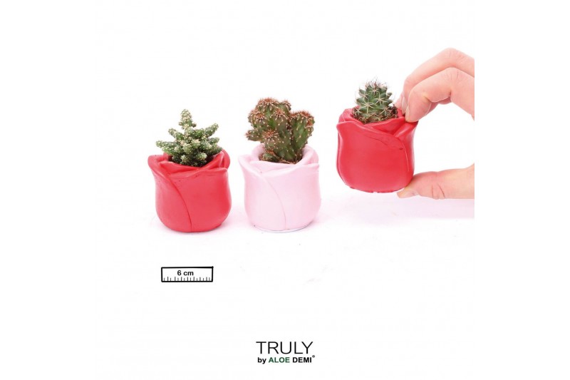 Cactus mix TRULY Cactus, Rose mini 1 pp 
