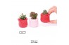 Cactus mix TRULY Cactus, Rose mini 1 pp