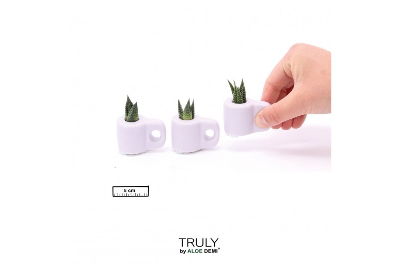 Succulenten TRULY Succulent, Mug Purple Mini 1 pp 