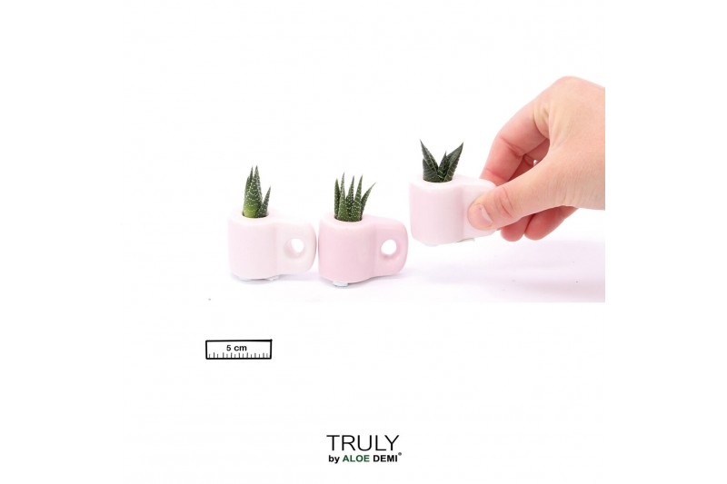 Succulenten TRULY Succulent, Mug Pink Mini 1 pp 