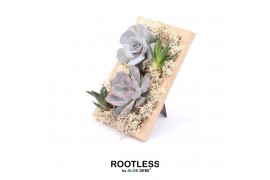 Arrangementen succulenten ROOTLESS Echeveria Haworthia, Photo frame 4 