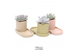 Echeveria mix TRULY Echeveria, plateau 1 pp