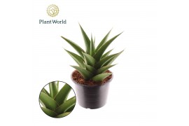 Sansevieria cylindrica Sansevieria Samurai Compacta