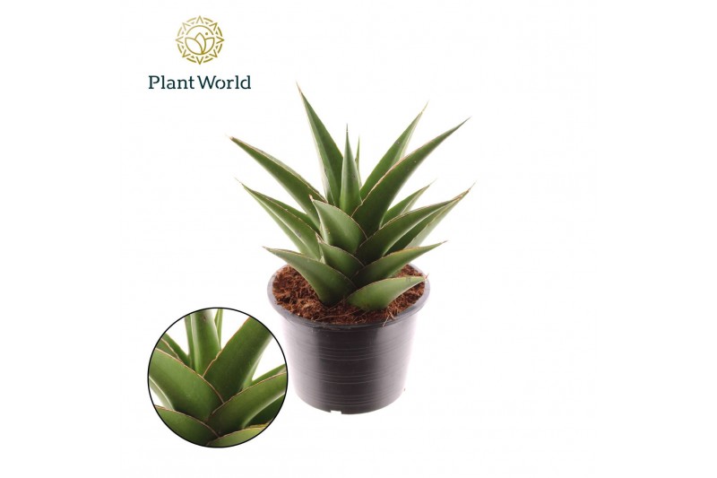 Sansevieria cylindrica Sansevieria Samurai Compacta 