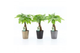 Pachira aquatica Pachira Aquatica gevlochten stam in Infinity keramiek