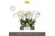 Phalaenopsis wit Theatro Jazz 4 spike in Emilia Green Aquo 21 bl. 4 ta 