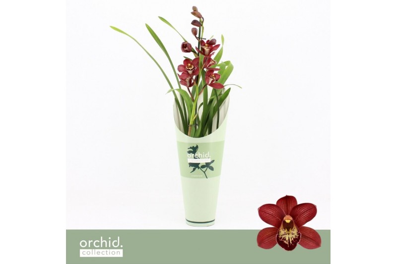 Cymbidium Cymbidium, Red Beauty Roy 1-spike Orchid Collection Potcover 