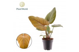 Philodendron Philodendron Summer Glory 1 pp