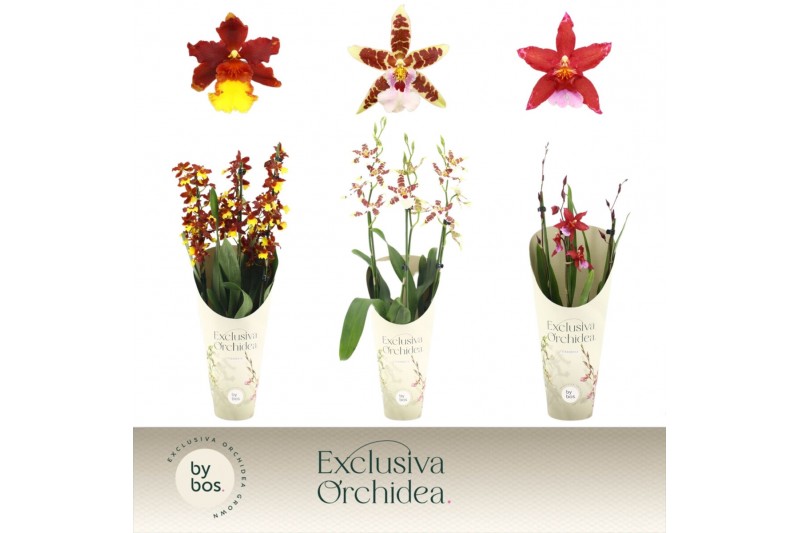 Cambria grp mix 3 kleuren Cambria, Mix 3-spike Exclusiva Orchidea Potc 