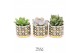 Succulenten TRULY Succulent, Retro 1 pp 