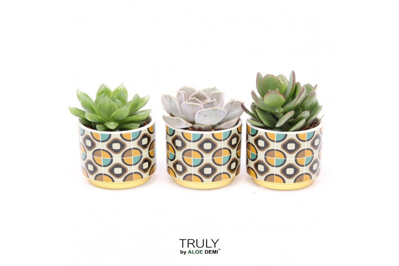 Succulenten TRULY Succulent, Retro 1 pp 