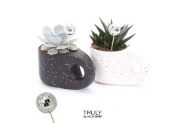 Succulenten TRULY succulent, Penguin pot Disco 1 pp