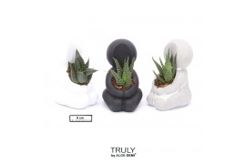 Arrangementen succulenten TRULY Succulent, Hug mini 1 pp