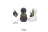 Arrangementen succulenten TRULY Succulent, Hug mini 1 pp