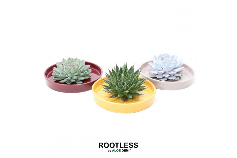 Arrangementen succulenten ROOTLESS Succulent, Squirrel bowl 1 pp 