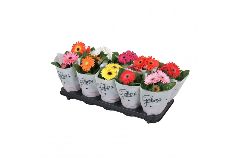 Gerbera mix Gerbera belicht 2+basic in frosted hoes kort 2 bl. 500 
