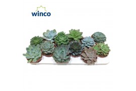 Echeveria mix Echeveria Mix (12 Spc.)