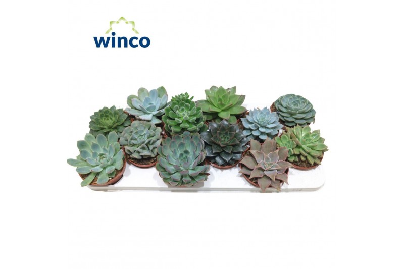 Echeveria mix Echeveria Mix (12 Spc.) 