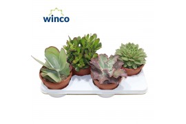 Succulenten Succulenten Mix