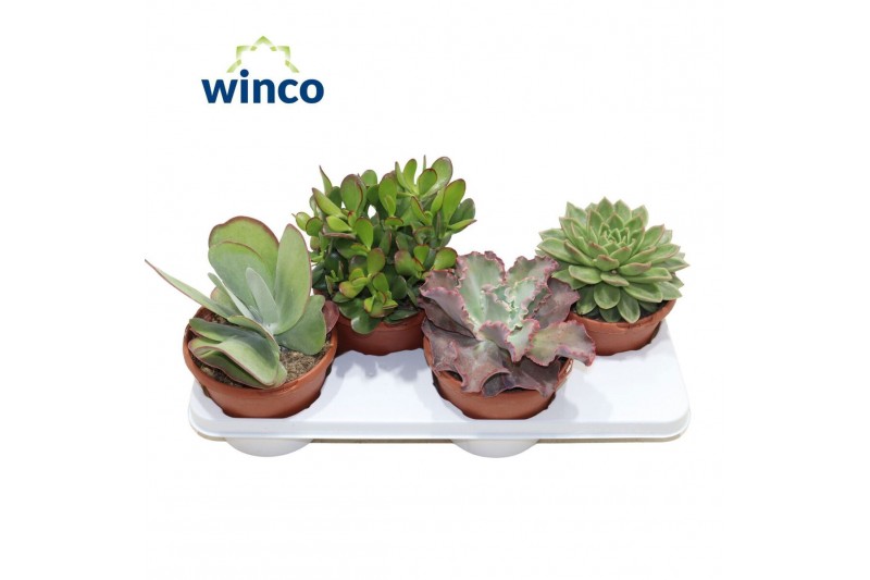 Succulenten Succulenten Mix 