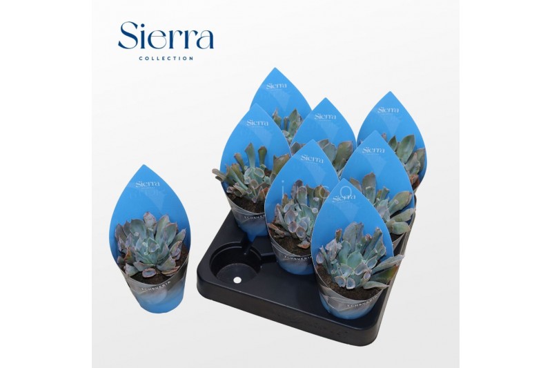 Echeveria Echeveria Trumpet (Sierra)1 bl. 