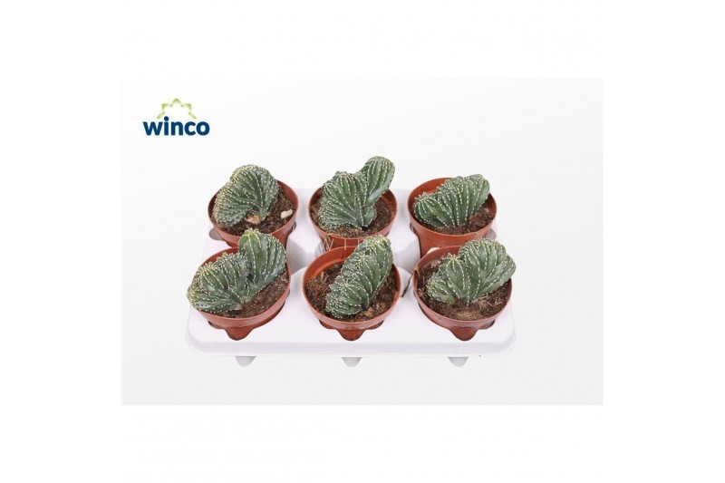 Cactus Marginatocereus Marginatus Cristata 