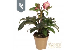Helleborus hgc ice n roses rose HGC Helleborus Ice N Roses Pink in gou
