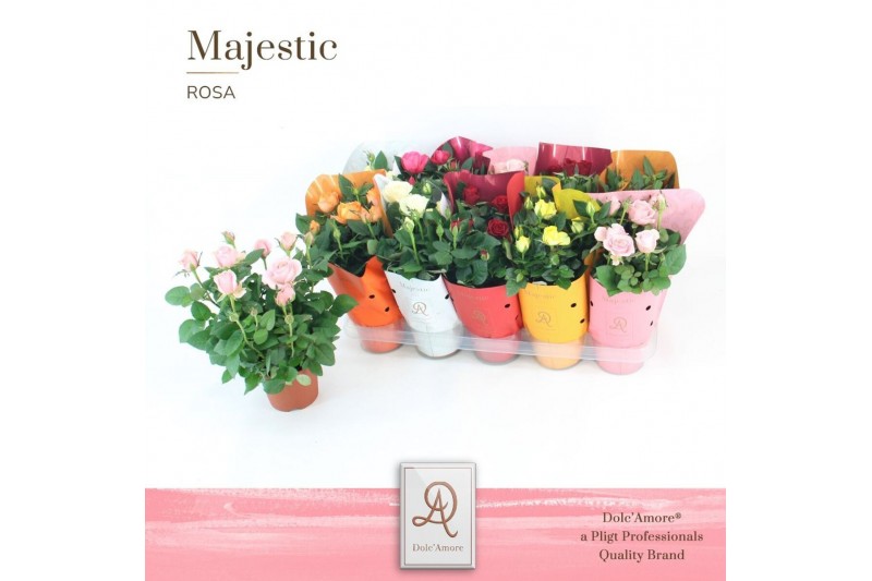 Rosa kordana grande mix Potroos Mix P12 DolcAmore® Majestic 5 pp 5 bl. 