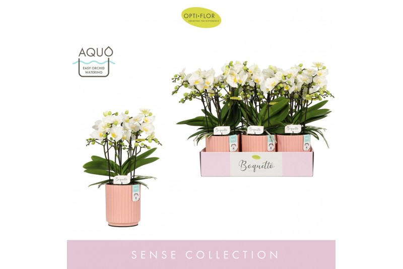 Phalaenopsis multiflora wit Boquetto Innocent 3-5 spike in Molise Salm 