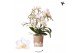 Phalaenopsis multiflora wit Kolibri Orchids Phalaenopsis Botanic Liber 