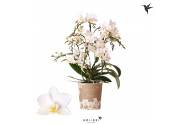 Phalaenopsis multiflora wit Kolibri Orchids Phalaenopsis Botanic Liber