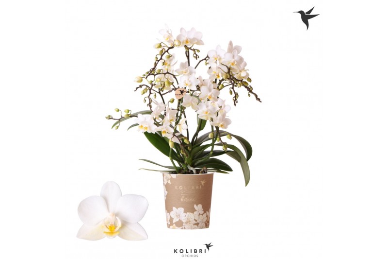 Phalaenopsis multiflora wit Kolibri Orchids Phalaenopsis Botanic Liber 