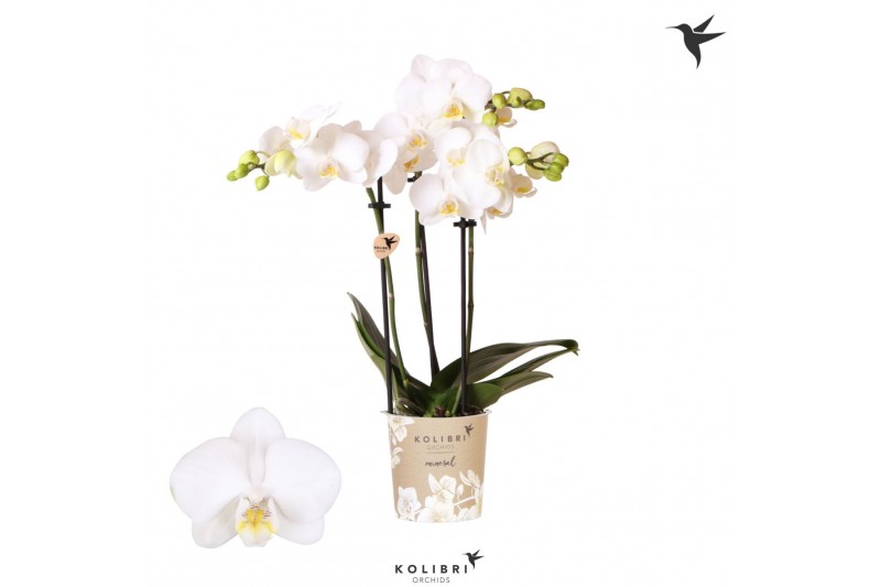 Phalaenopsis floriclone silly tommy Kolibri Orchids Phalaenopsis Alask 