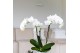 Phalaenopsis floriclone silly tommy Kolibri Orchids Phalaenopsis Alask 